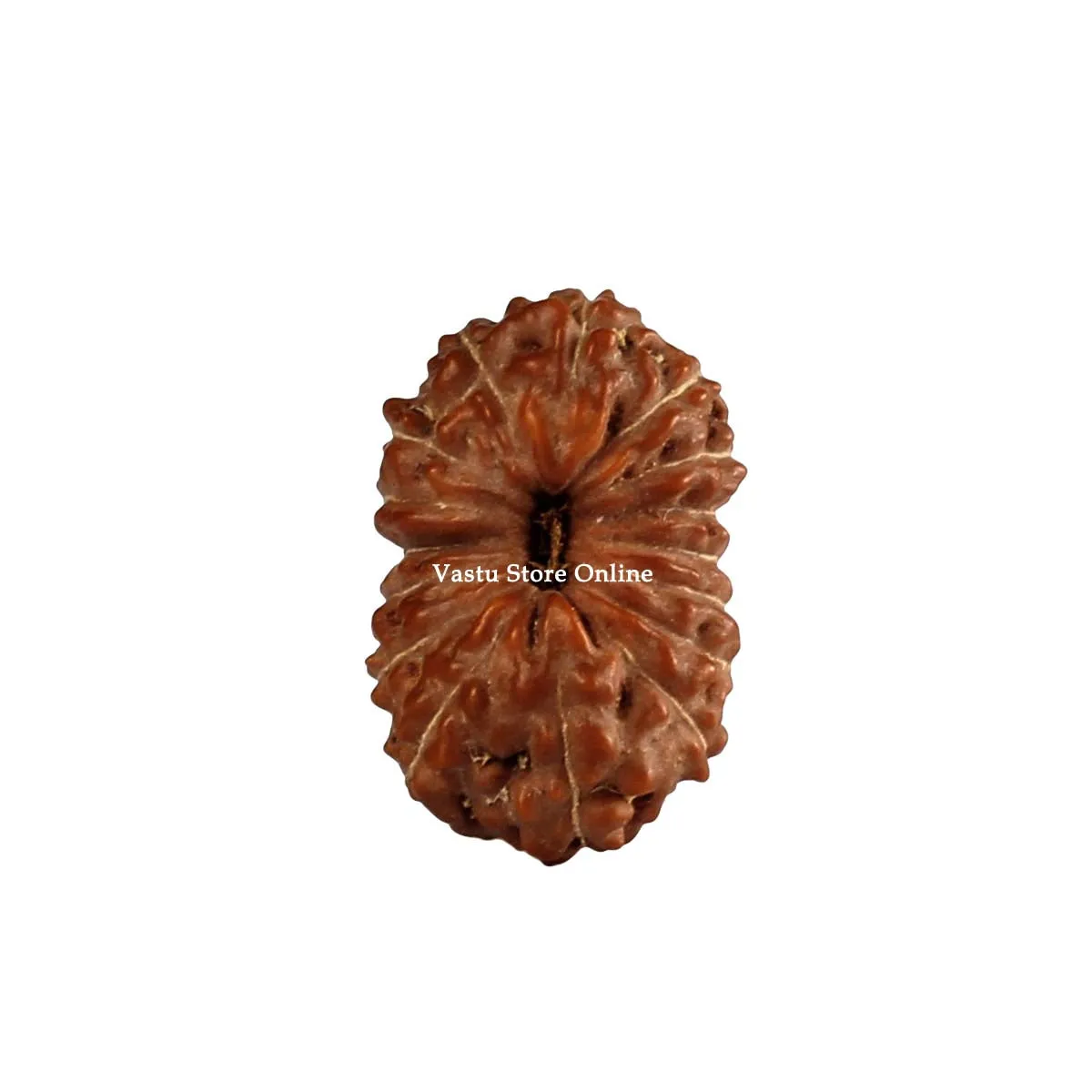 Natural 16 Face Java Rudraksha